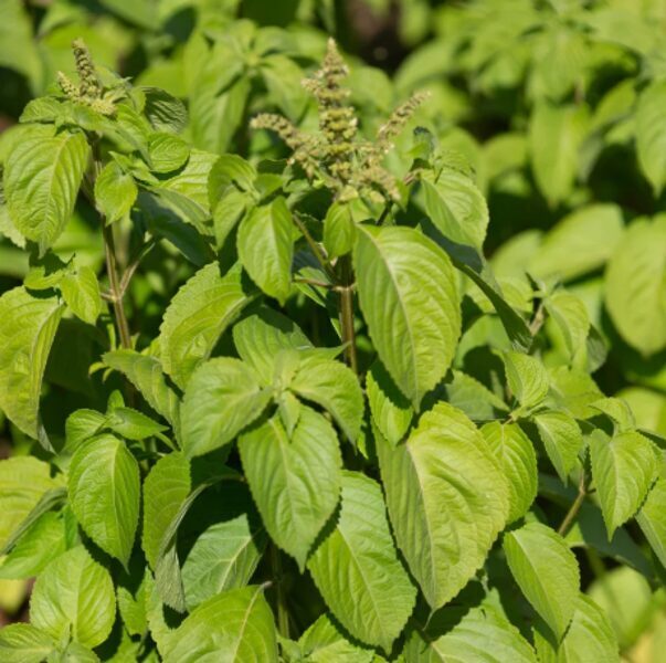 Zaļo piparu baziliks